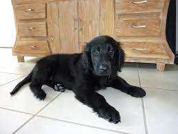 illegaler handel mit hundewelpen mann verhaftet kanton zurich