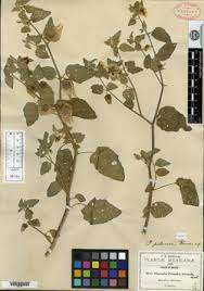 Image result for Physalis lagascae