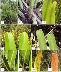 Image result for Acrostichum aureum