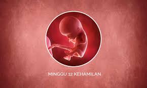 Tumbesaran bayi boleh terbbantut disebabkan kuantiti oksigen dan nutrien yang sampai kepada bayi tidak mencukupi. Perkembangan Janin 12 Minggu Kehamilan Perubahan Ibu Bayi