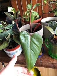 We did not find results for: 7 To 10 Inches Tall Philodendron Red Emerald Live Fresh Cutting Gardening Patio Lawn Garden Fcteutonia05 De