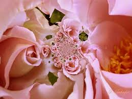 We did not find results for: Free Romantic Images Wallpapers Group 76