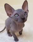 nocoatkitty sphynx - hairless cats - sphynx kittens ...