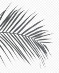 Polish your personal project or design with these aesthetics transparent png images, make it even more personalized and more. Download Free Png Of Shadow Of Palm Leaves Png On A Transparent Background About Shadow Palm Leaf Shadow Palm Shadow And P Shadow Transparent Background Png