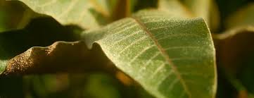 Image result for Harungana madagascariensis