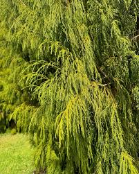 Image result for Dacrydium cupressinum