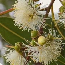 Image result for Eucalyptus citriodora
