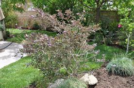 Image result for Vitex trifolia