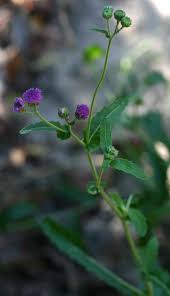 Image result for Erlangea