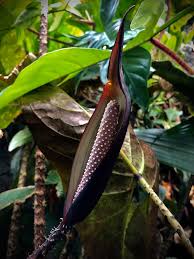 Image result for Disperis johnstonii