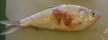 Red Spot Disease