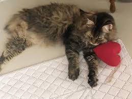 Sansli Artik Oldukca Yasli Ve Bizi Birakmaya Niyetli Gorunuyor Dort Veya Besinci Gunumuz Bu Surecte Hepinizin Affina Siginarak Su Gunlerde Sadece In 2020 Animals Cats
