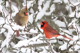 Northern Cardinal Facts Information Photos And Artwork No need to register, buy now! northern cardinal facts information
