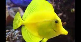 Animales Vertebrados E Invertebrados Rybalka Zhivotnye Krasochnye Ryby