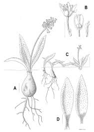 Image result for Ledebouria Unidentified sp. no4.