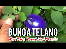 Warna biru nasi terhasil daripada kelopak bunga telang (morning glory) yang digunakan dalam masakan. Bunga Telang Cara Masak Nasi Biru Bunga Telang Sedap Buat Nasi Kerabu Youtube