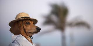 Tiny Dog In A Hat Is The Best Thing That Happened This Week Tiny Dogs Funny Animals Funny Animal Pictures