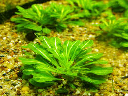 Image result for Samolus