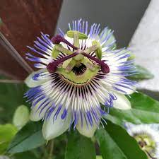 My Passionflower Passionsblume Is Blooming Gardening Garden Diy Home Flowers Roses Nature Landscaping Horticul Passion Flower Bloom Pinterest Garden