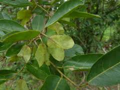 Image result for Bridelia atroviridis