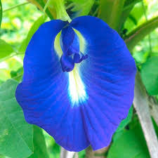 We did not find results for: Popular Flowers Names In Marathi India Gardening