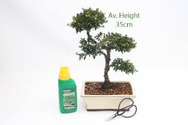 Favourites include azalea and crab apple bonsai trees. Japanese Holly Flowering Bonsai Tree Gift Set All Things Bonsai