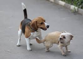 It is constructed with foam that comforts your dog by relieving body aches, joint pain, hip dysplasia, and arthritis, and giving optimal therapeutic support. Are Beagles Aggressive The Guide To Aggression In Beagles