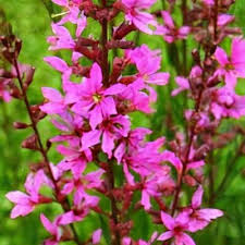 Image result for Lythrum rotundifolium