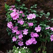 Abundant blooms starting in late june lasting until the end of july. Clematis Comtesse De Bouchaud Friedrich M Westphal Clematiskulturen