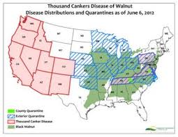 Walnut Tree Disease Spreads To Northeastern Colorado Hppr