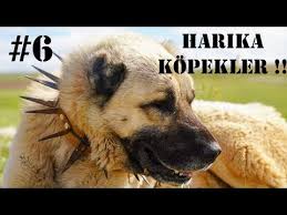 Zayif Kopek Nasil Kilo Alir