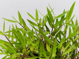 Image result for Pogonatherum paniceum