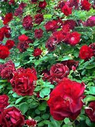 Red Rose Bush Growing Roses Planting Roses Roses Garden Care