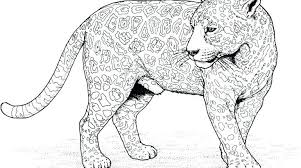 Wild cat coloring pages ocelot wild cat coloring page free printable pages click the caracal desert wild cat coloring. Coloring Pages Wild Cats Coloring Page
