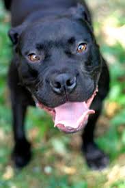 (call your local library, veterinarian, pet groomer, animal rescue organization or humane society and ask what pet loss resources are available in your community.) Losing A Pet Having To Put My Dog To Sleep Fairmount Pet Service