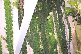 Image result for Rorippa cryptantha