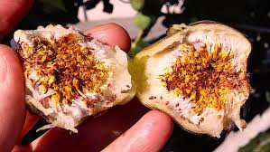 Resultado de imagem para fig wasps in florida