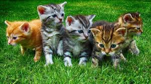You can find such a variety of dogs, cats, farm animals and also small mammals like. Today Free Pet Adoptions At Four Texas Animal Shelters Two In Houston Houston Tx Patch