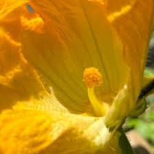 Image result for Sphedamnocarpus pruriens