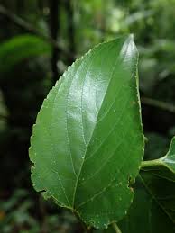 Image result for Gouania