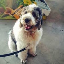 Check out all the different shapes and sizes these saintly pooches come in! Saint Berdoodle Breed Info St Bernard Poodle Mix