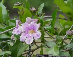 Image result for Bignonia callistegioides