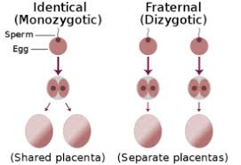 Fraternal Twins Vs Identical Twins Difference And