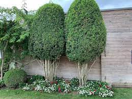 5 superbes petits arbres pour petit jardin arbres pour petit jardin petit arbre arbre persistant
