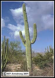 What makes you draw your conclusion?to answer this, find information about the habitat , height, structure, and behavior of a cactus. Stem Root Anatomy