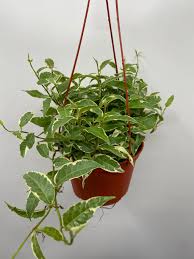 Image result for Fuirena sagittata