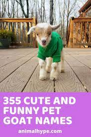 Cute Funny Pet Sheep Names Funny Animal Names Sheep Names Funny Sheep