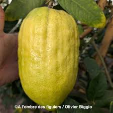 Image result for Citrus medica