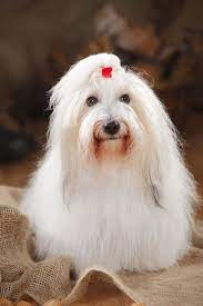 Their fur usually is blonde and brown, but some may also have black and white fur. 14 Small White Dog Breeds Fluffy Little White Dogs