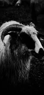 By double duece22 july 22, 2020 / new. Goat Iphone Wallpapers Free Download